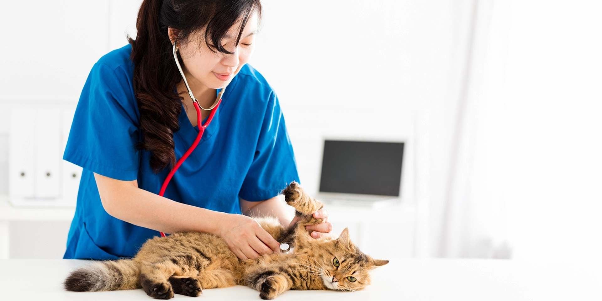 Todo sobre la esterilización de gatos y gatas