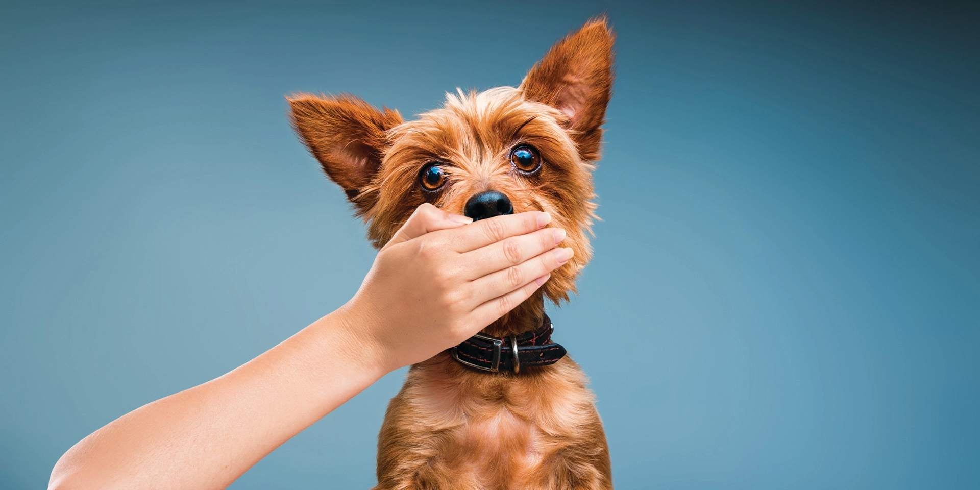 Mal aliento en perros, can de raza pequeña con su boca tapada por una mano humana.
