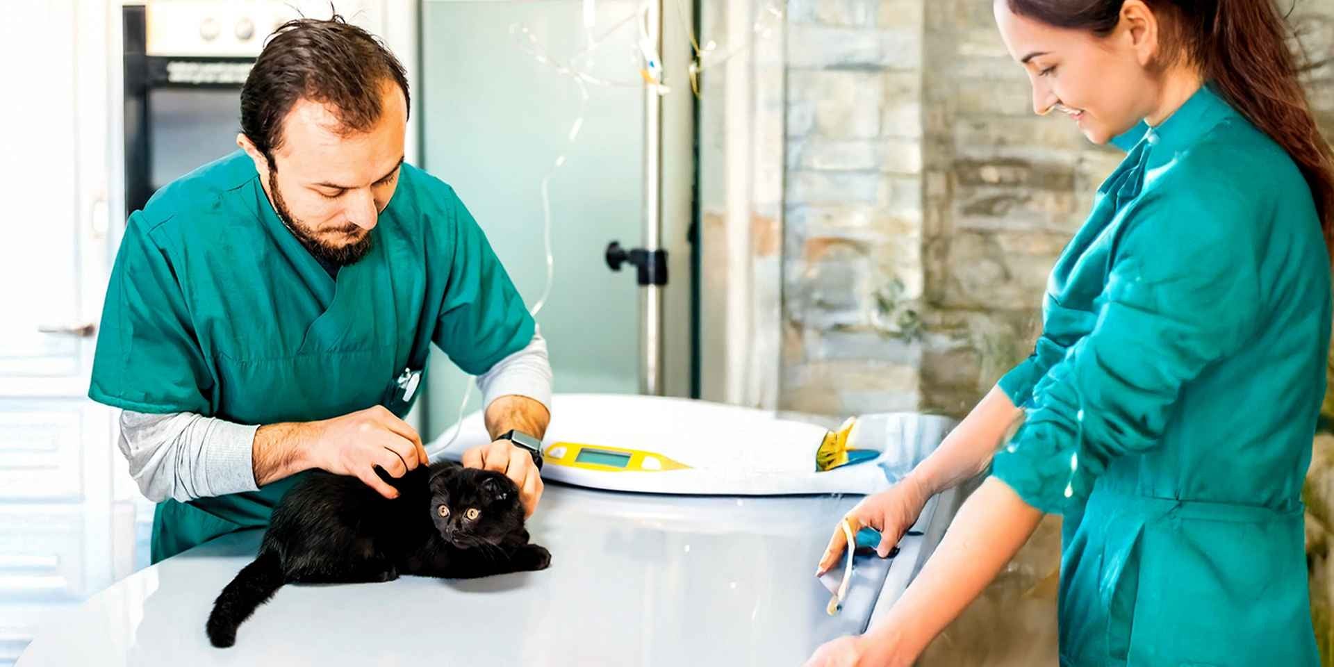Gato negro siendo revisado por veterinarios para localizar sarna en gatos.