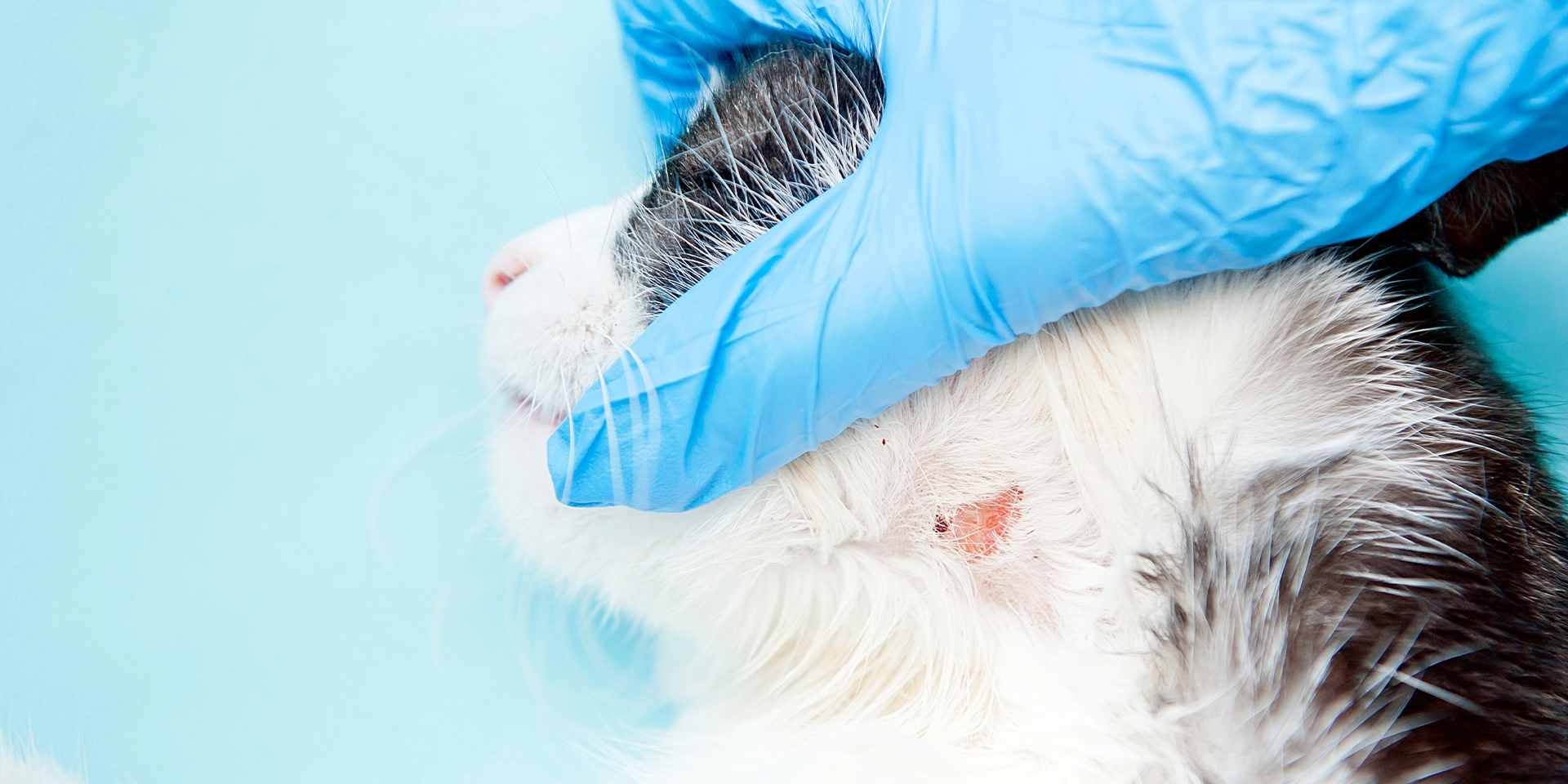 Sarna en gatos: causas, síntomas y cómo actuar a tiempo