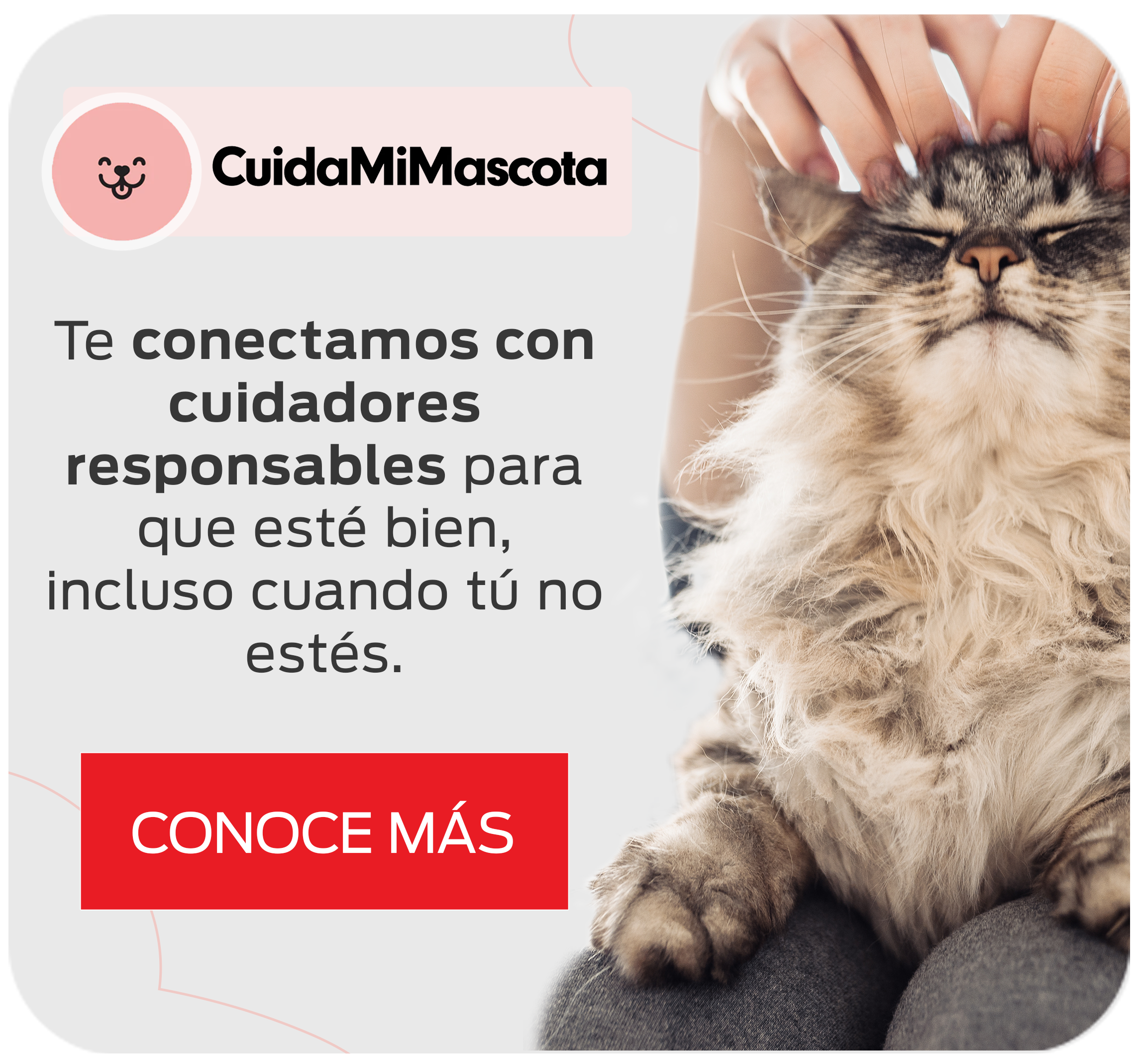 Gatito recibiendo un masaje por su cuidadora