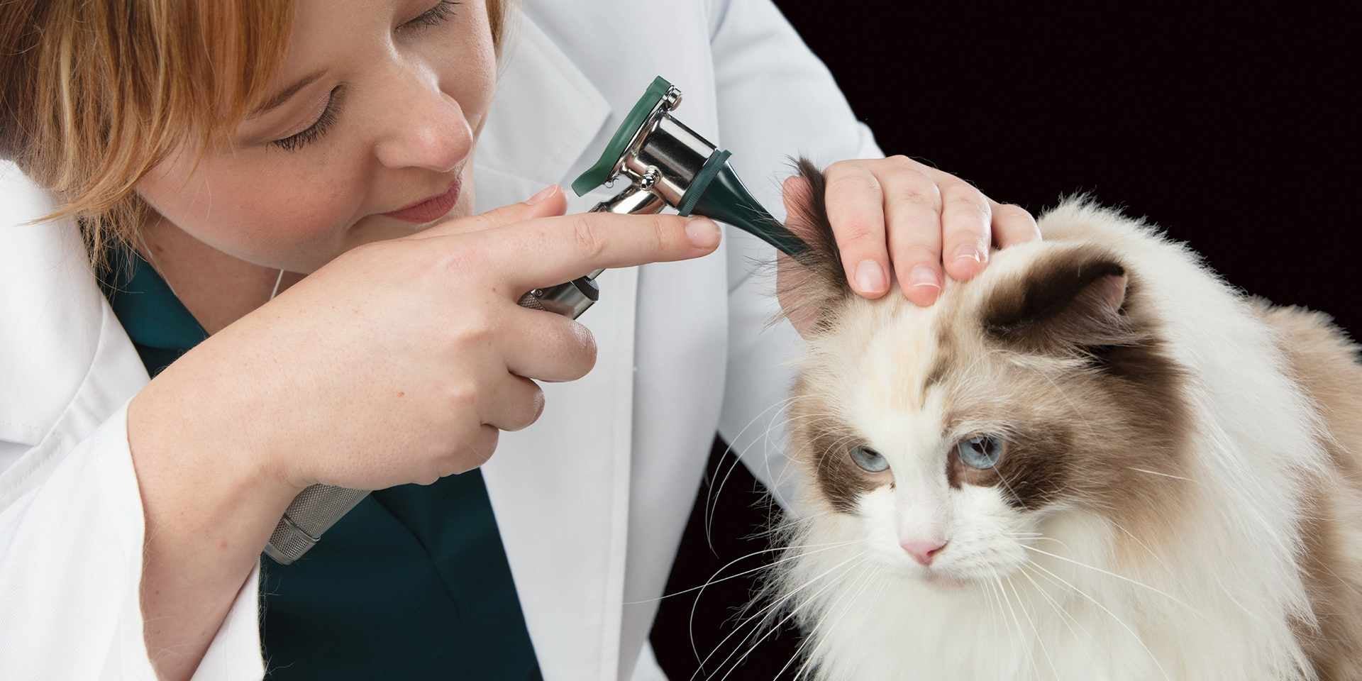 El otodectes (del oído) es el más común de los ácaros en gatos. Veterinaria identificando unos con otoscopio.