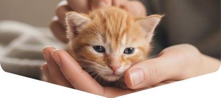 Gatito en su bienvenida con un entorno acogedor.