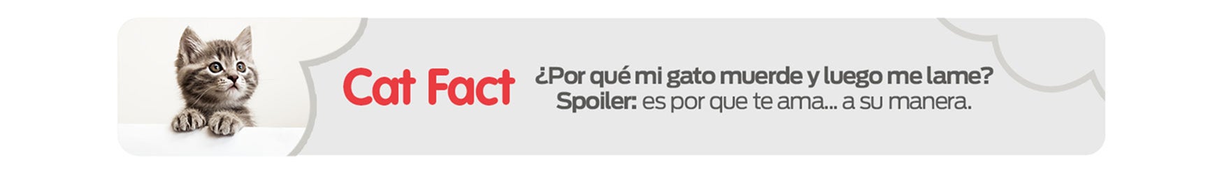 Gatito asomándose, descubre datos sobre el comportamiento de los gatitos