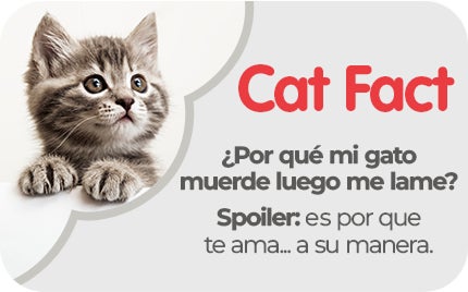 Gatito asomándose, descubre datos sobre el comportamiento de los gatitos