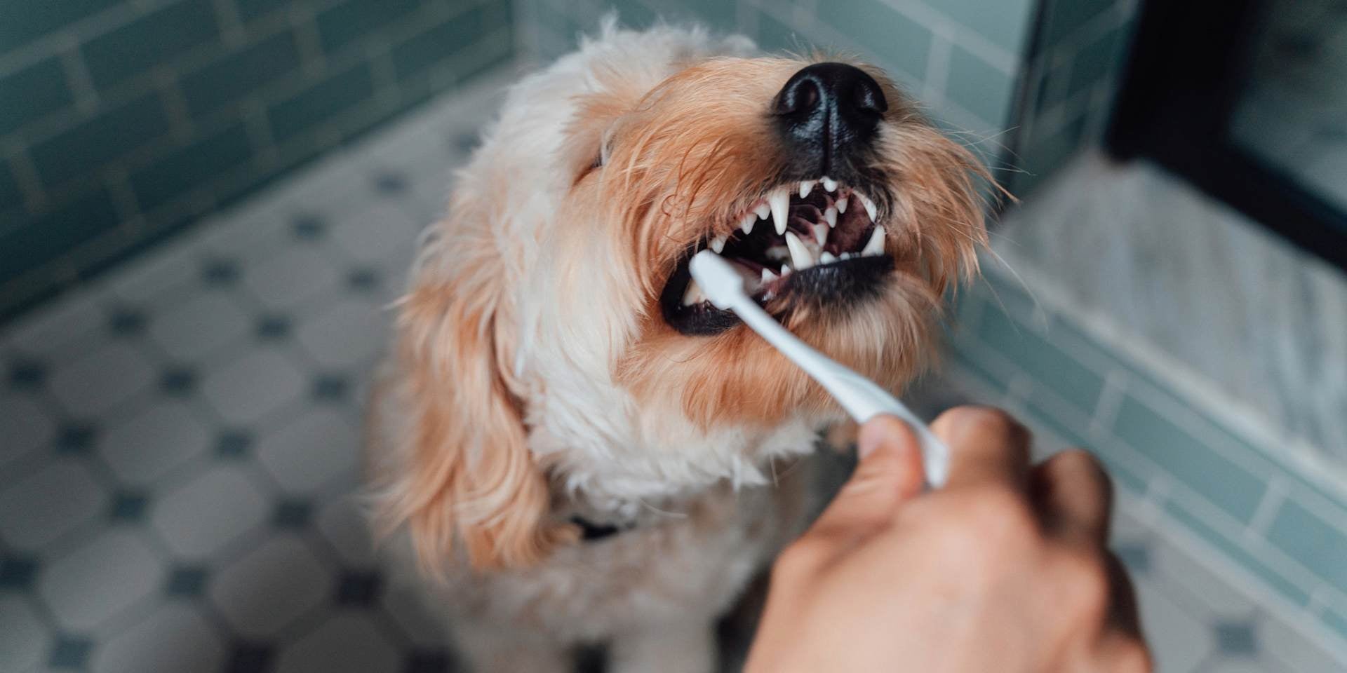 Cuántos dientes tiene un perro. Cepillado dental canino.