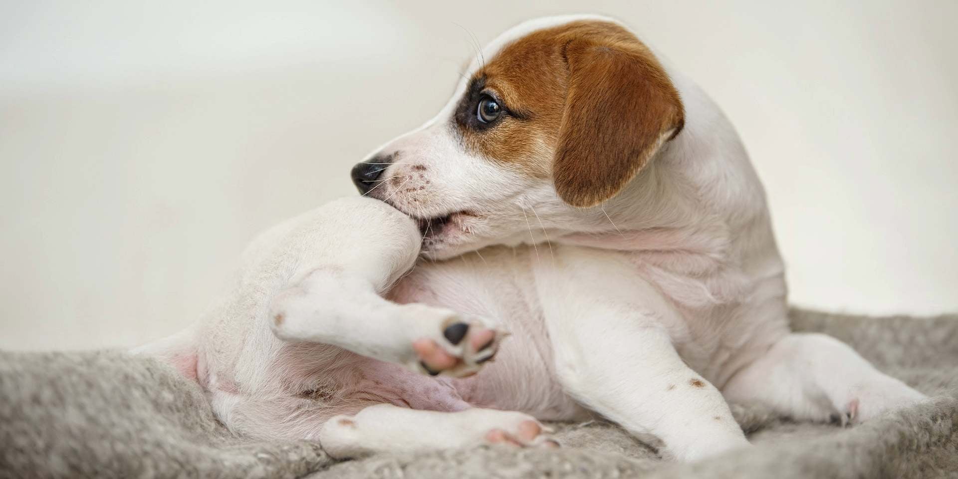Cuántos dientes tiene un perro. Jack Russell usando sus incisivos para eliminar parásitos.