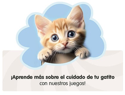 Gatito mirando al frente, aprende más sobre el cuidado de tu gatito con juegos educativos.