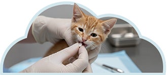 Gatito menor de 0 a 6 meses siendo desparasitado internamente.