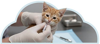 Gatito menor de 0 a 6 meses siendo desparasitado externamente.