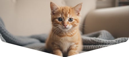 Gatito esperando tras la despedida de su cuidador, representando el vínculo y seguridad emocional.