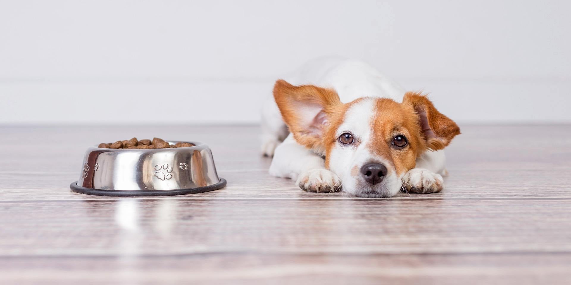 Un signo clínico de la ehrlichiosis en perros es la falta de apetito. Perro indispuesto junto a su comedero.
