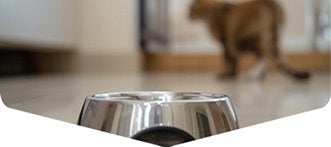 El entorno de alimentación para gatitos: gatito distante y comedero con comida.