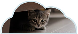 Gatito disfrutando de su espacio libre, o que lo ayuda en su regulación emocional.