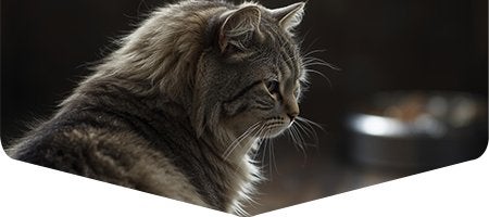 Gatito indiferente ante alimento poco atractivo, ilustrando importancia de frescura y temperatura.