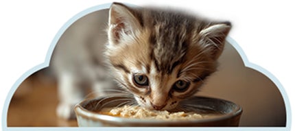 Gatito probando alimento húmedo para gatitos, servido en un tazón.