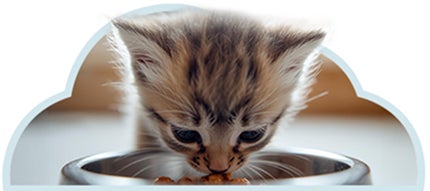 Gatito disfrutando porción de alimento seco para gatitos, ofrecido varias veces según curiosidad.