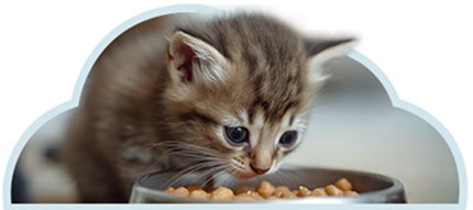 Gatito en etapa de crecimiento comiendo alimento seco para gatitos, base de su nutrición diaria.