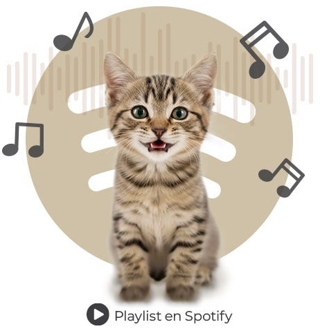 Gatito usando audífonos frente al logo de Spotify, representando música para el bienestar felino.