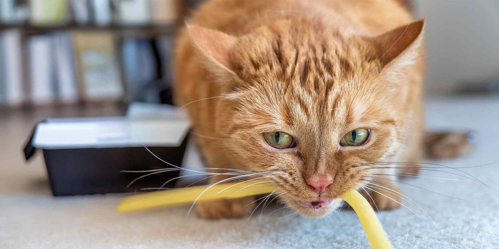 Gato bizco por posible estrabismo adquirido por algún malestar.