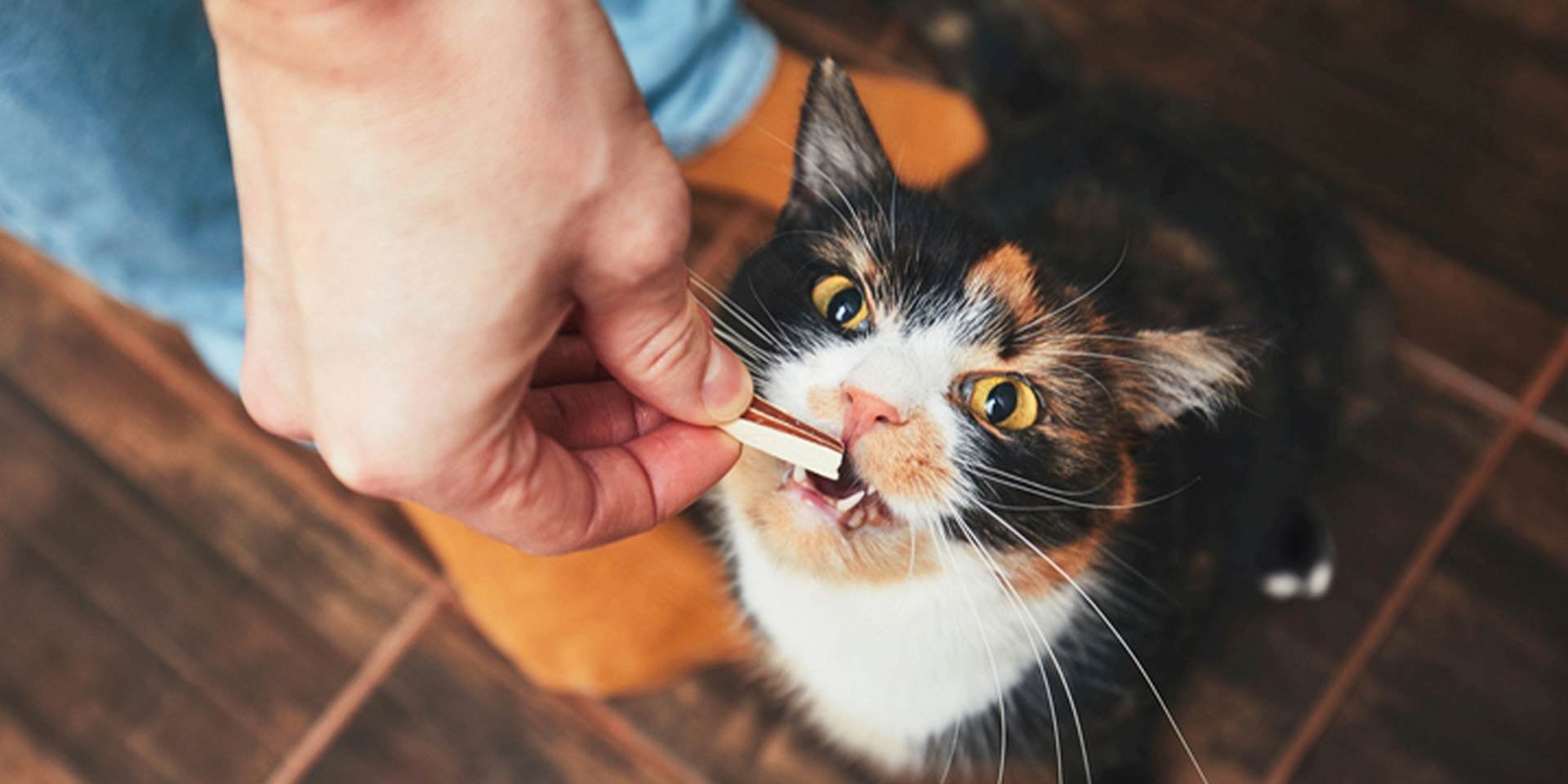 Un mimado gato calicó recibiendo un snack de manos de su tutor.