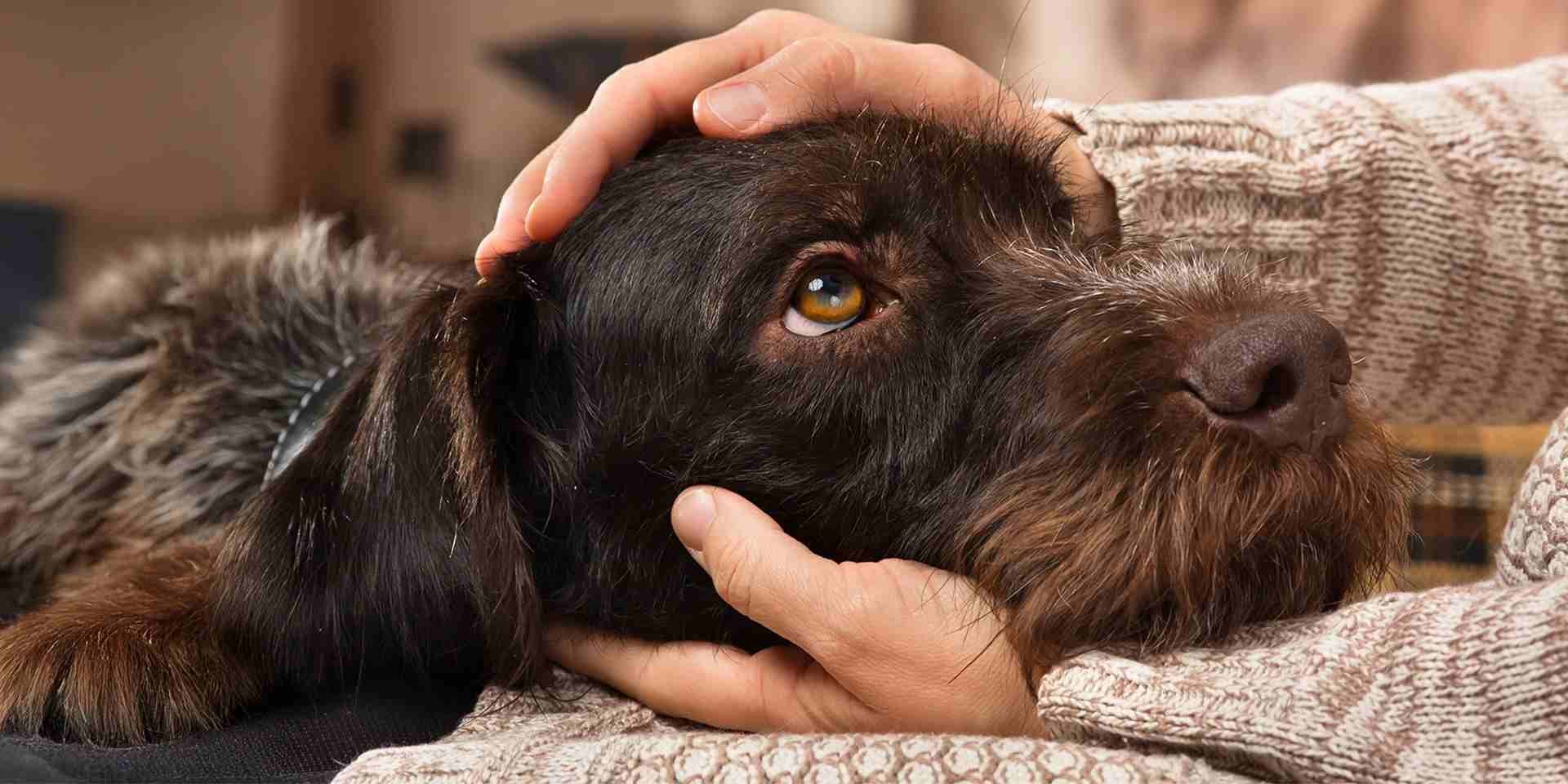 Hipo en perros. Perro marrón sobre el regazo de su tutor.