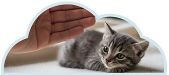 Gatito dejándose invitar para empezar el juego sin imposiciones.