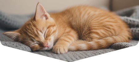 Gatito durmiendo en espacio tranquilo, representando descanso y vínculo con su cuidador.