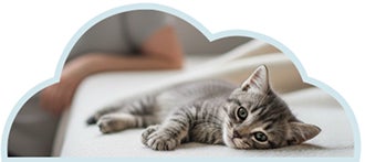 Gatito acostado tranquilamente como muestra de la importancia de no invadir su espacio.