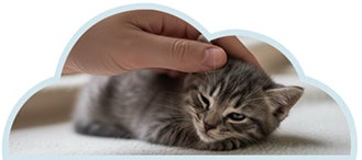 Observando a gatito sin intervenir para forjar la cercania.