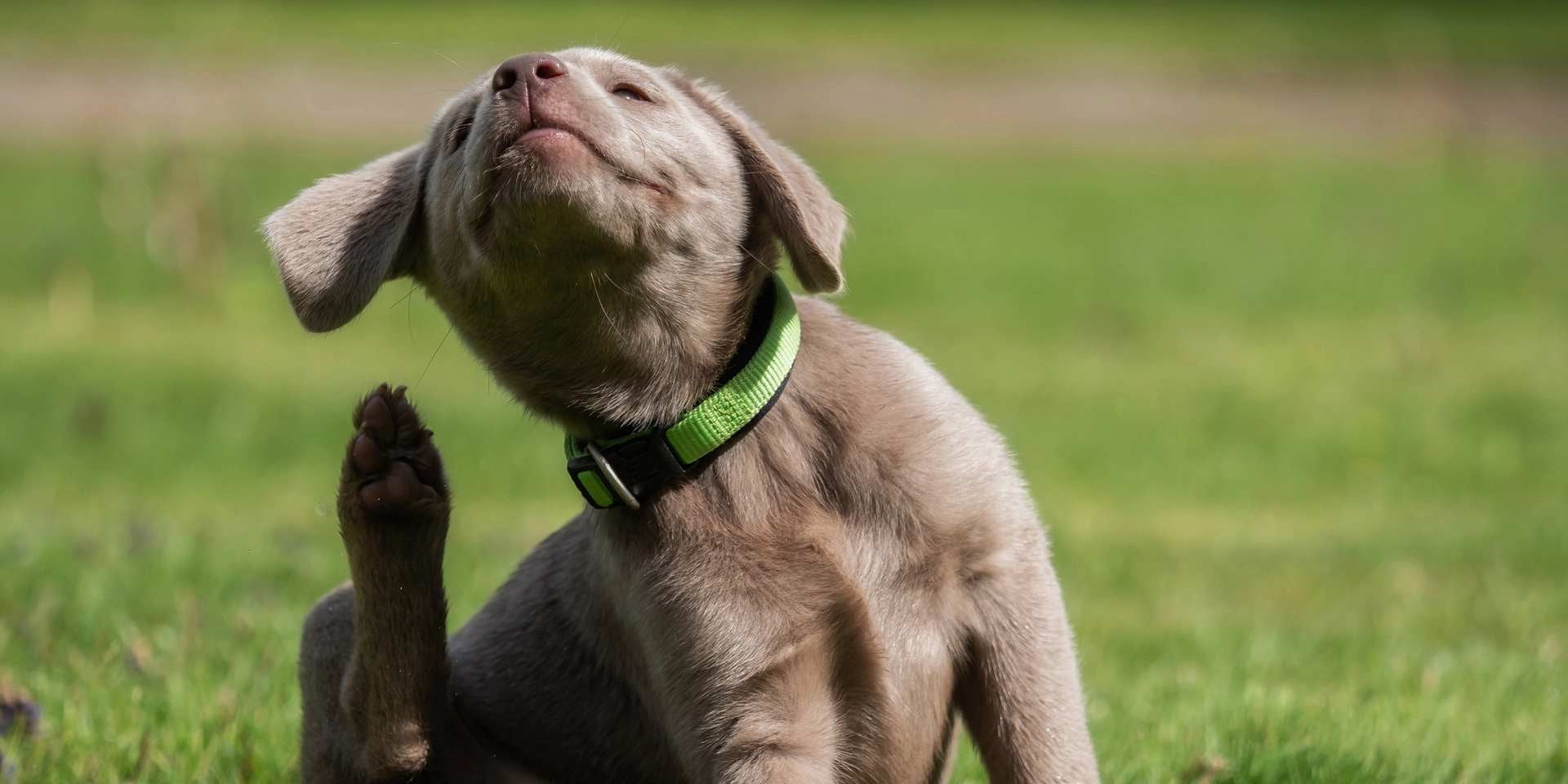 Perro picado por abejas rascándose.