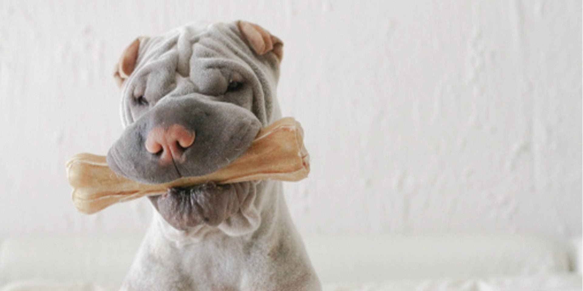 El shar pei es el número uno en cuanto a perros arrugados se refiere.
