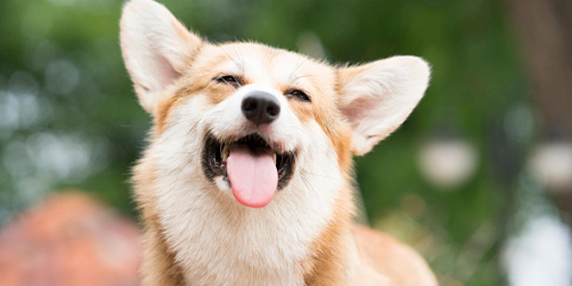 Perros sonriendo como este corgi son usuales, pero ¿realmente está feliz?