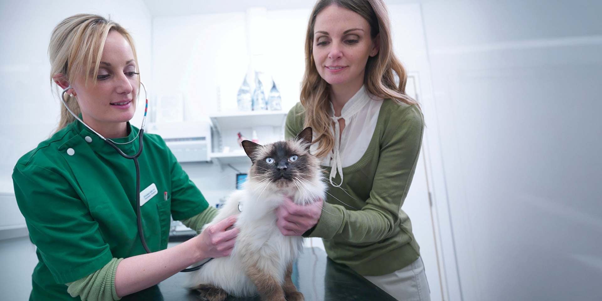 Sí resulta que el por qué los gatos amasan es por estrés, lo mejor será validar con un profesional. Veterinaria con un michi.