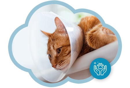 Gato amarillo con cono que abre paso al juego obre cuándo es momento de esterilizar