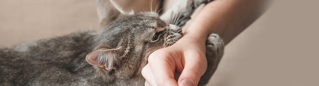 Rabia en gatos: síntomas, prevención y vacunación