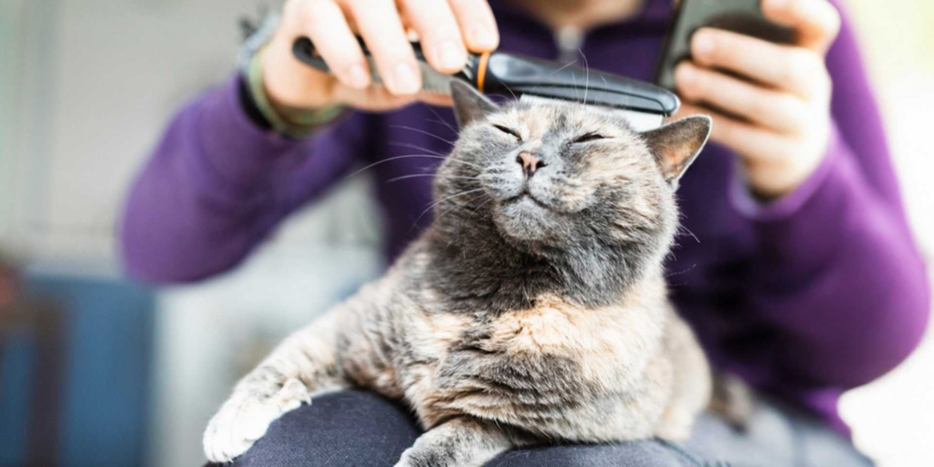 Razas de gatos peludos. Tutora cepillando a su mascota.