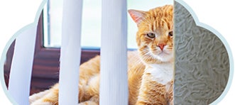 Gatito con señales de aburrimiento, aislamiento y otros síntomas de estrés, salud emocional.