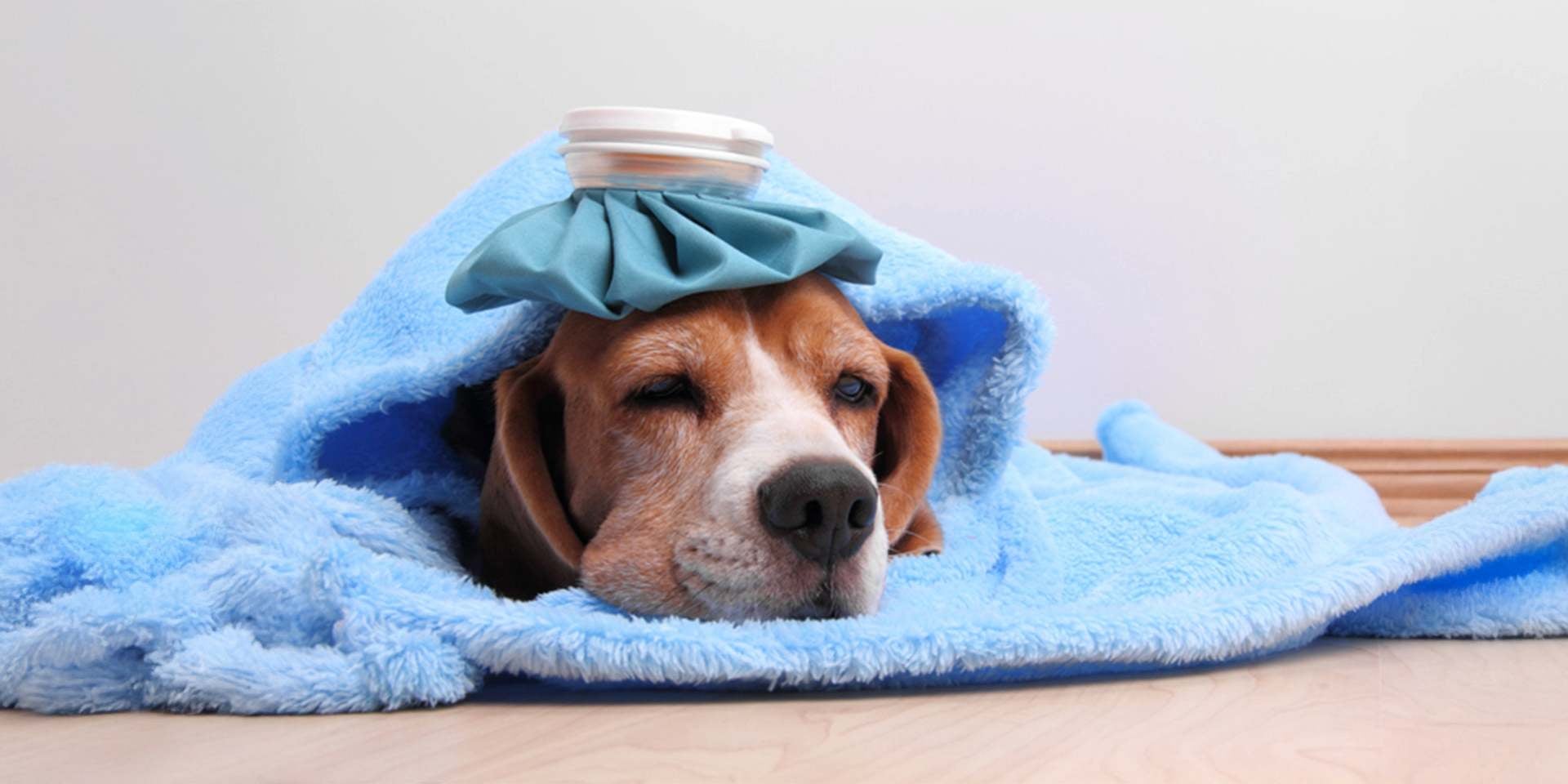 La gripa canina puede generar tos en perros. Beagle indispuesto con bolsita de hielo sobre su cabeza.
