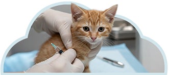 Gatito menor de 0 a 6 meses siendo vacunado.