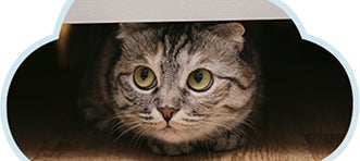 Gatito escondido por la llegada de visitas, ejemplo de respetar su espacio sin forzar la interacción.