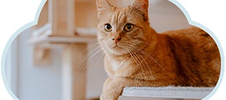 Gato amarillo en una zona tranquila como una repisa.