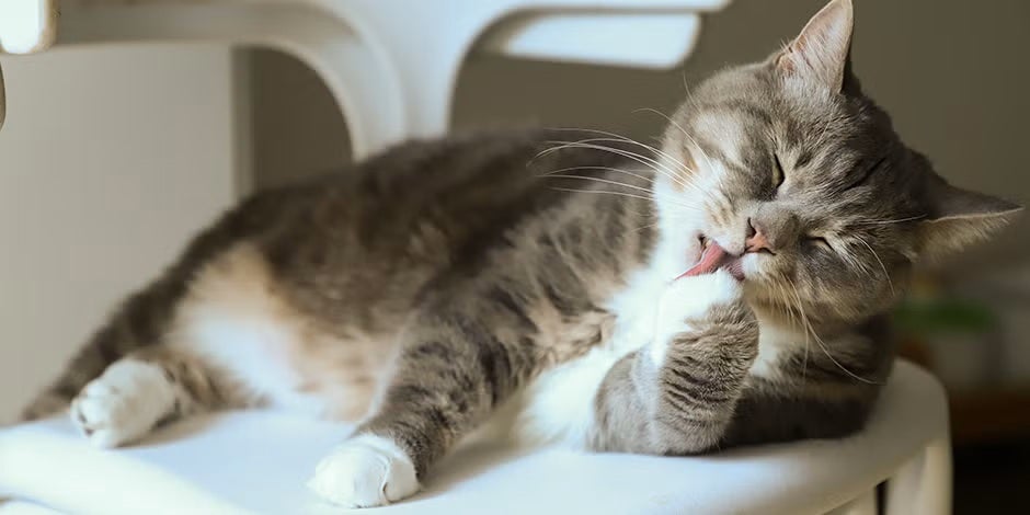 La alergia a los gatos proviene del alergeno presente en la saliva. Michi lamiendo su pata.