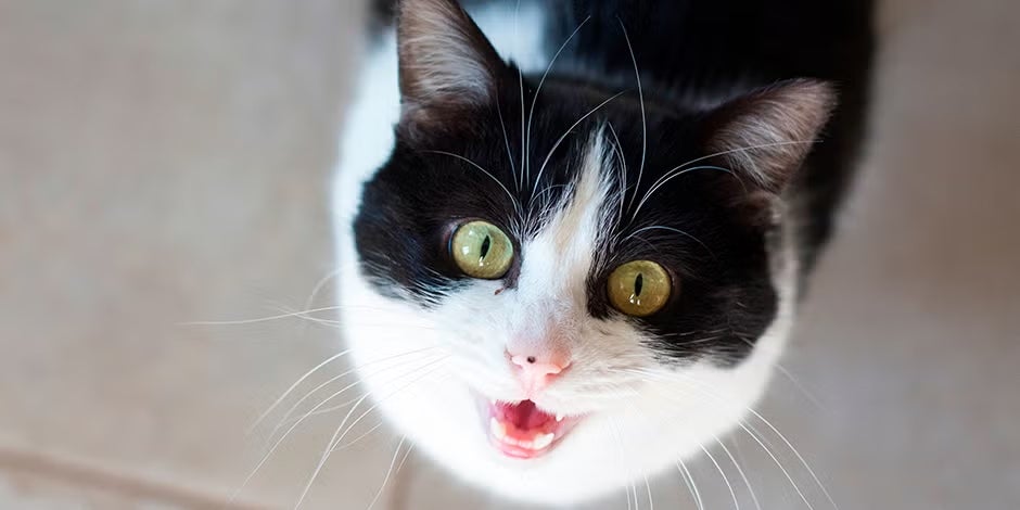 ¿Por qué maúllan los gatos? Es parte de su comunicación y lenguaje felino para hacerse entender de su tutor.