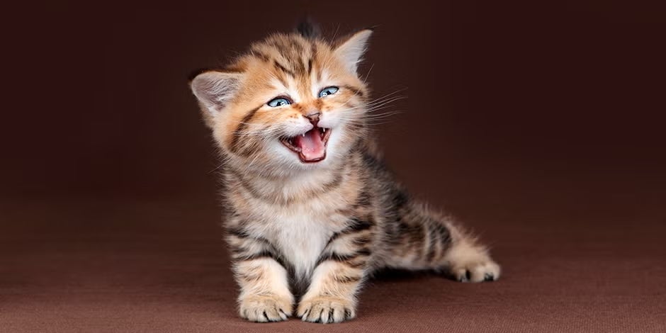 ¿Por qué maúllan los gatos?: mira cómo interpretar sus mensajes