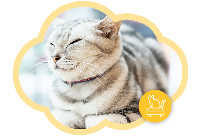 Gatito echado esperando a que ingreses a explorar su lenguaje emocional.