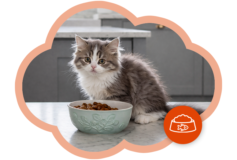 Gatito y su tazón de alimento, introducción al juego sobre nutrición para gatitos.