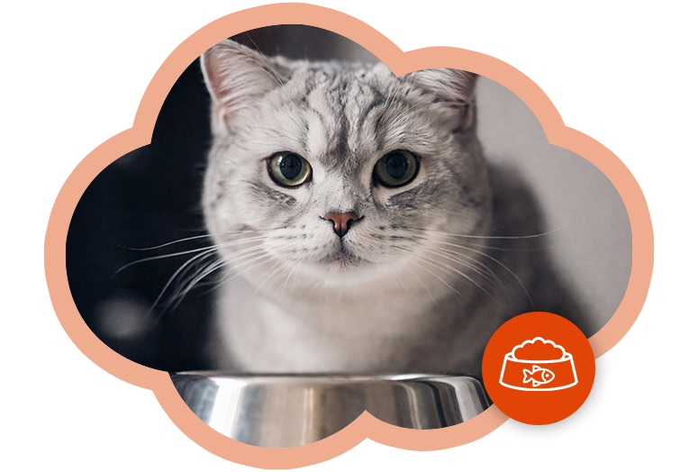 Gatito mayor de 6 meses y su tazón de alimento, introducción al juego sobre nutrición para gatitos.