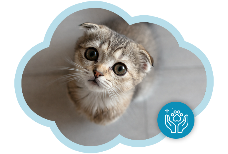 Gatito esperando curioso, relacionado con juego de aprender sobre los cuidados y la salud.