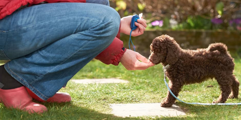 Tutora usando premios para el adiestramiento canino.